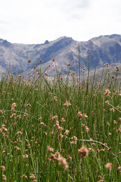 Highland wetland vegetation and reed landscape in the Andes