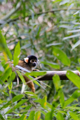 Squirrel monkey Saimiri sciureus perched in the Amazon jungle canopy © Lea