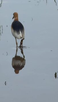 Javan Pond-Heron(Ardeola speciosa) hunting in a rice field, Bali, Indonesia