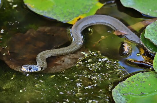 Ringelnatter (Natrix natrix) im Gartenteich, Ungarn