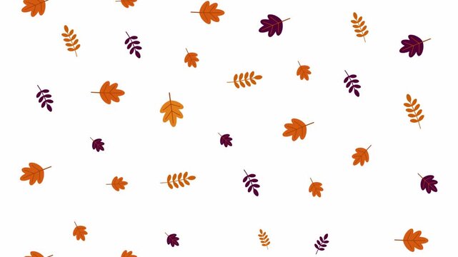 Autumn Leaves Falling Seamless Loop Motion Background