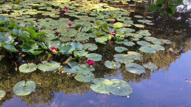 Swedish Red Water Lilies and Lily Pads