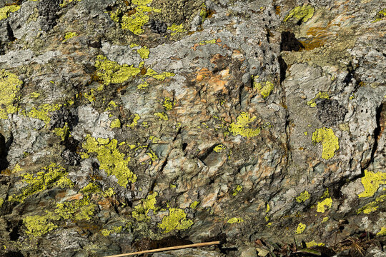superficie rocciosa grezza e grigia, in un ambiente naturale di montagna, coperta a macchie da strati di muschi e licheni color verde e giallo