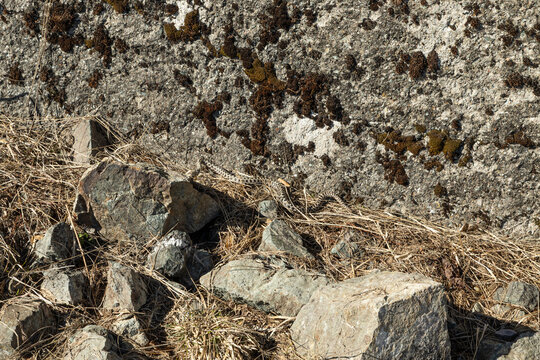 giovane vipera dal corno mentre striscia tra le rocce di un ambiente di montagna nel nord Italia, di giorno, a inizio primavera
