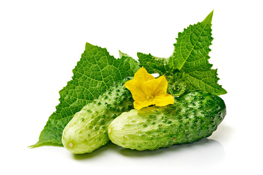 fresh cucumber presented with leaves and yellow flower on white background, healthy eating concept, food photography,, clean and bright image, modern design, editorial.