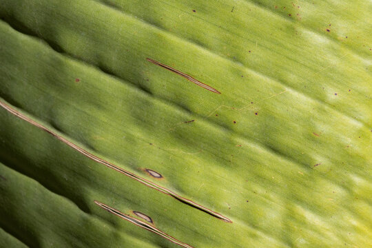 Banana leaf texture showing green natural tropical pattern