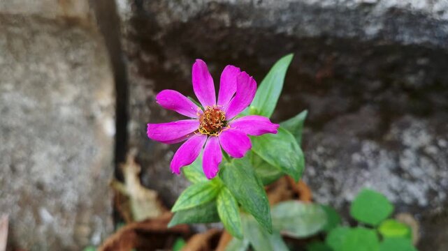 Vibrant magenta zinnia flower blooming in a garden 