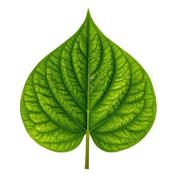 Vibrant Green Heart Shaped Leaf on Transparent Background
