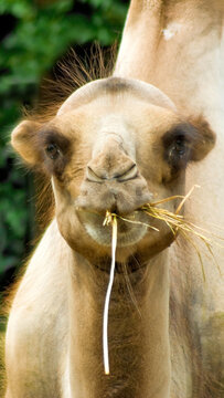 Camel eating straw in a green field during daytime while standing among other camels