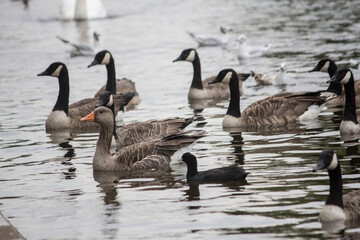 Waterfowl including canada geese, greylag goose, and coot swimming in a pond © veronica