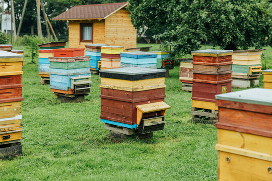Wide view of a traditional rural apiary with numerous colorful wooden beehives arranged across green grass near trees and a small wooden building