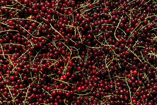 Close-up overhead view of abundant ripe red currants with slender green stems, creating a rich natural fruit texture in deep red and burgundy tones