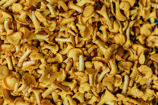 Close-up overhead view of a dense pile of fresh golden chanterelle mushrooms, showing textured caps, stems, and distinctive ridges