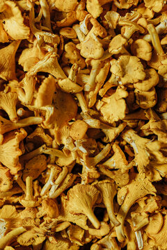 Close-up overhead view of a dense pile of fresh golden chanterelle mushrooms, showing textured caps, stems, and distinctive ridges