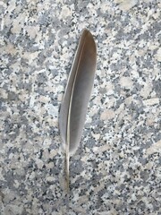 feather on the sand © Olha 