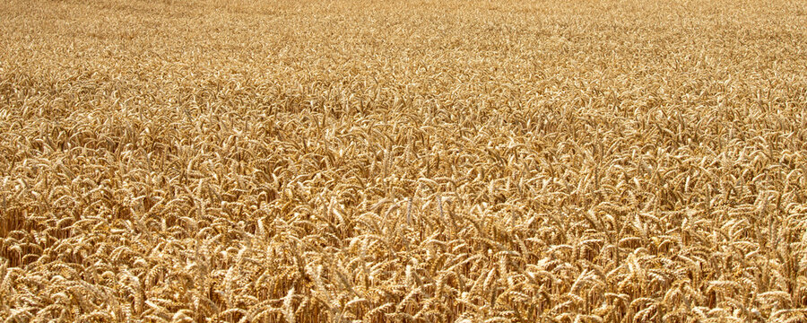 golden wheat field background texture ready for autumn agricultural harvest