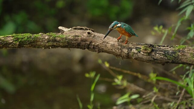 Common Kingfisher Perched on Log Targetting Prey Below Slow Motion 4K