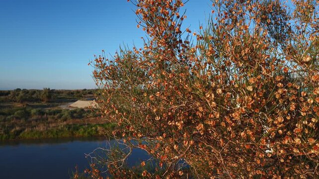 Saxaul Haloxylon Shrub with Dry Seed Clusters Growing Along a River in a Semi-Desert Landscape
