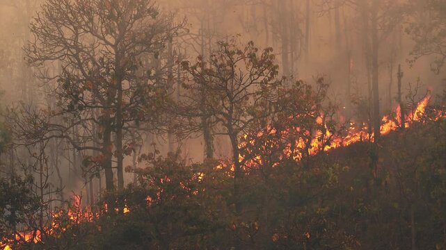 El Ni&ntilde;o climate event dries regions and increases wildfire ris