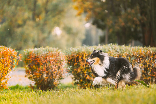 Tricolor Rough Collie, Funny Scottish Collie, Long-haired Collie, English Collie, Lassie Dog Running Outdoors In Autumn Park