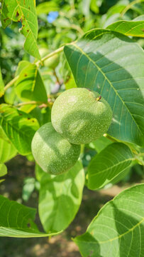 Green walnuts ripening on the tree, selective focus.