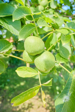 Green walnuts ripening on the tree, selective focus.