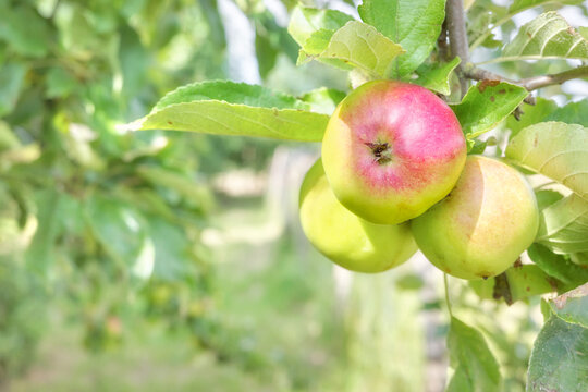 Organic apples on a tree in an orchard, selective focus.