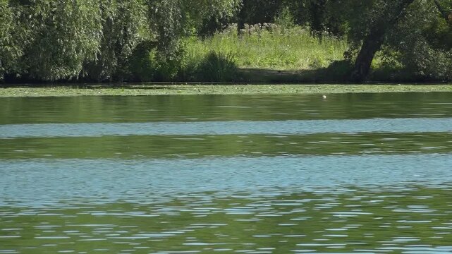 River water pollution during hot summer periods. Adverse epidemiological conditions. Environmental and sanitary monitoring concept.