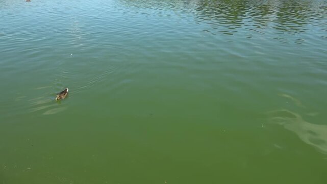 River water pollution during hot summer periods. Adverse epidemiological conditions. Environmental and sanitary monitoring concept.