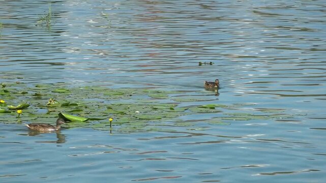 River water pollution during hot summer periods. Adverse epidemiological conditions. Environmental and sanitary monitoring concept.