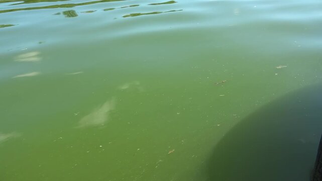 River water pollution during hot summer periods. Adverse epidemiological conditions. Environmental and sanitary monitoring concept.