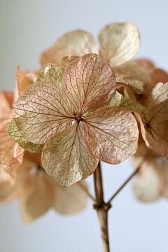 Dried hydrangea head gone papery in soft autumn colours