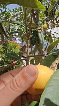 Fresh Loquat Harvest in Sunny Annaba, Algeria