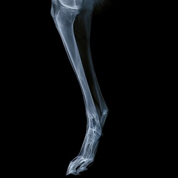 Dog leg appears in this x-ray image.