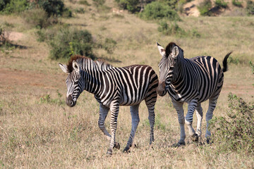 Steppenzebra / Burchell's zebra / Equus quagga burchellii © Ludwig