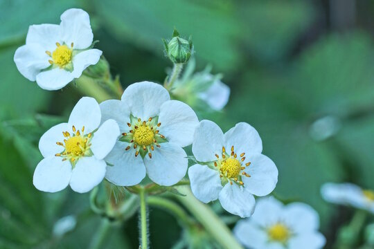small white flowers of strawberry on a bush with green leaves in the summer garden