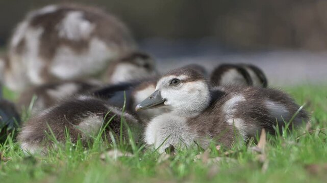 Egyptian Goose (Alopochen aegyptiaca) young goslings in closeup. June, Kent, UK [Half speed]