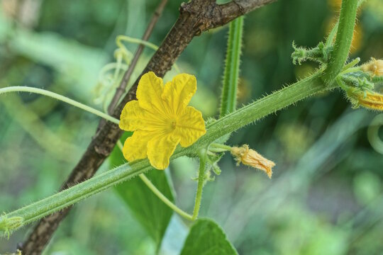 one yellow cucumber flower on a green stem with leaves of a bush in a summer garden