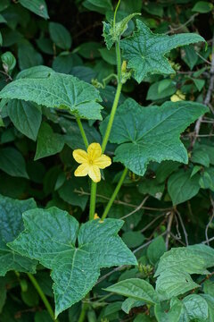 one yellow cucumber flower on a green stem with leaves of a bush in a summer garden