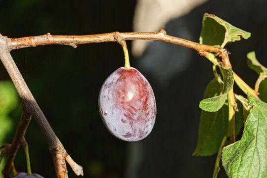 one ripe blue red plum on a branch with green leaves on a tree in a summer garden