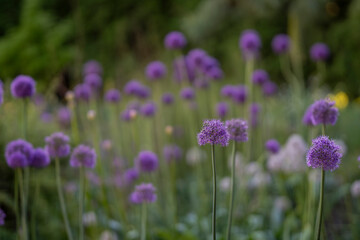 Obraz premium Purple Allium ornamental onions blooming in a lush garden. A quiet sea of purple globes emerges from the summer greenery, as Allium flower heads create an almost dreamlike rhythm across the garden.