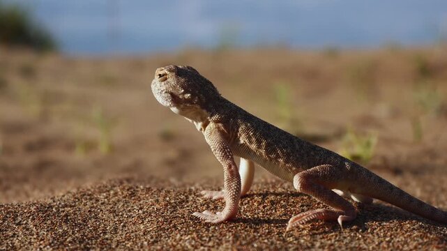Sand Roundhead (Phrynocephalus interscapularis) Alert and Surveying Its Sandy Surroundings
