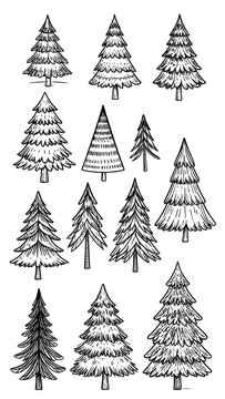 Collection of pine trees in a sketched line art style, various sizes and shapes, isolated elements