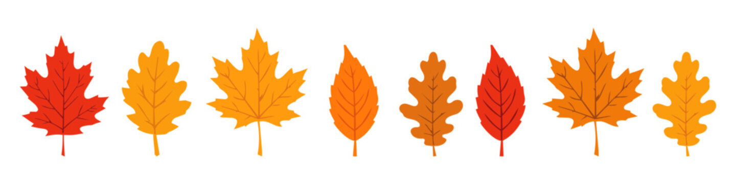 Set of colorful autumn leaves with maple, oak and simple foliage shapes in red, orange and yellow. Flat vector elements for seasonal fall designs