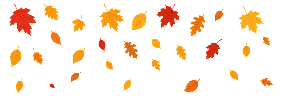 Colorful autumn leaves falling on transparent background. Red, orange and yellow maple, oak and birch leaves for seasonal fall banners and nature designs
