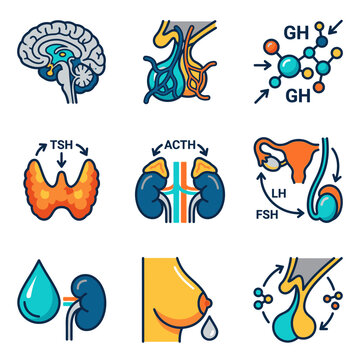 Human Endocrine System Hormones Illustration