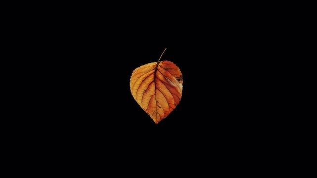 A single autumn leaf floating against a solid black background.