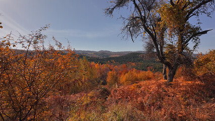 Naklejka premium Autumn colored trees and countryside landscape scenery.