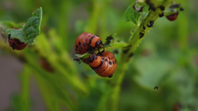 Colorado Potato Beetle Larvae (Leptinotarsa decemlineata) Feeding on Potato Plants
