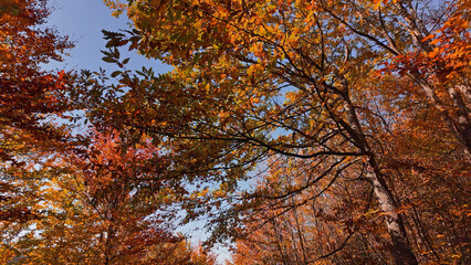 Naklejka premium Autumn colored trees and countryside landscape scenery.